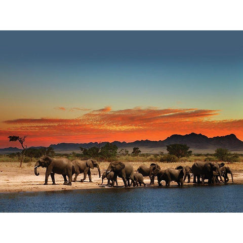 Elephants at sunset White Modern Wood Framed Art Print by Braun Studio