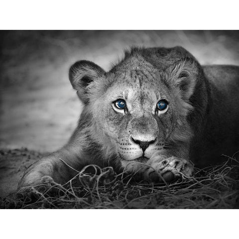 Lioness with blue eyes White Modern Wood Framed Art Print by Braun Studio