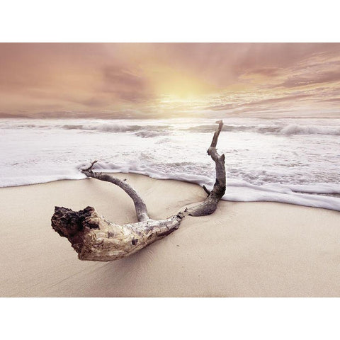 Driftwood on beach Gold Ornate Wood Framed Art Print with Double Matting by Braun Studio
