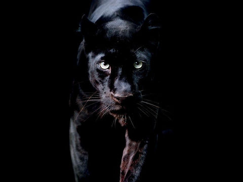 PanthÃ¨re Noire Black Ornate Wood Framed Art Print with Double Matting by Braun Studio