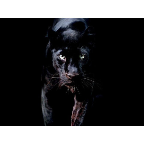 PanthÃ¨re Noire Black Modern Wood Framed Art Print by Braun Studio