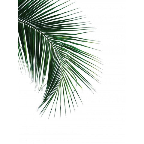 Green Palm Tree I White Modern Wood Framed Art Print by Braun Studio