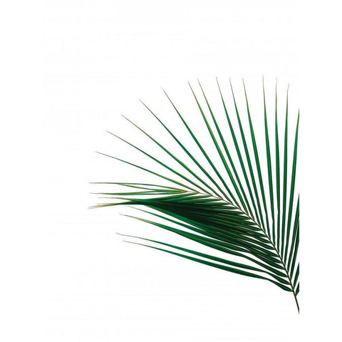 Green Palm Tree II Black Modern Wood Framed Art Print with Double Matting by Braun Studio