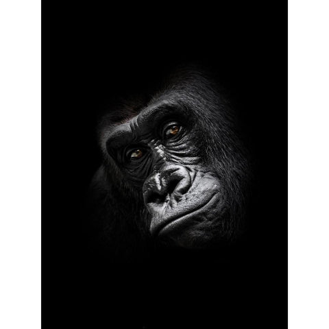 Gorilla Gold Ornate Wood Framed Art Print with Double Matting by Braun Studio