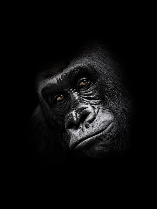 Image Only