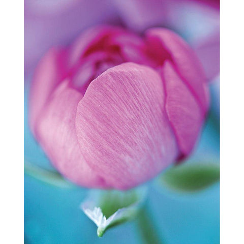 Rose en beaute White Modern Wood Framed Art Print by Friis-Larsen, Liv