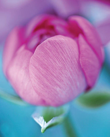 Rose en beaute Black Ornate Wood Framed Art Print with Double Matting by Friis-Larsen, Liv