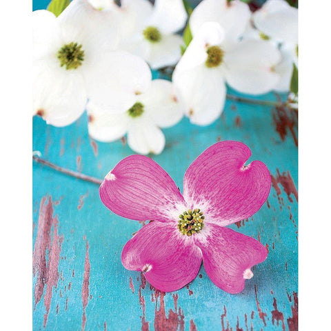Fleurs du matin White Modern Wood Framed Art Print by Fox, Susan