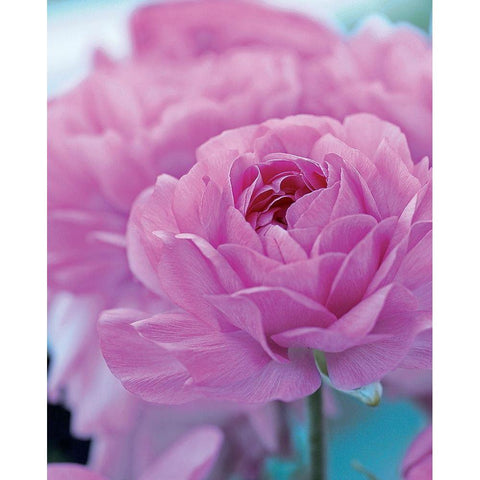 Roses Anglaises Black Modern Wood Framed Art Print with Double Matting by Friis-Larsen, Liv