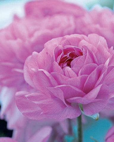 Roses Anglaises Black Ornate Wood Framed Art Print with Double Matting by Friis-Larsen, Liv