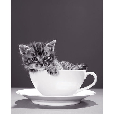 Chat-Tasse Black Modern Wood Framed Art Print with Double Matting by Braun Studio