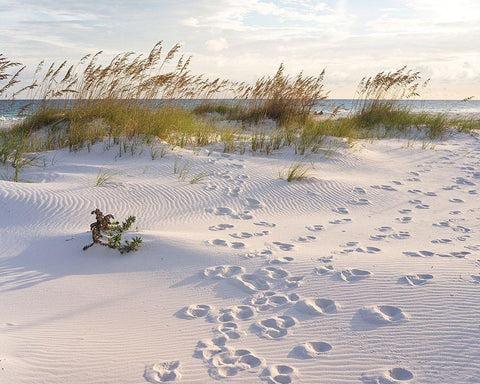 Plage 11 Black Ornate Wood Framed Art Print with Double Matting by Braun Studio