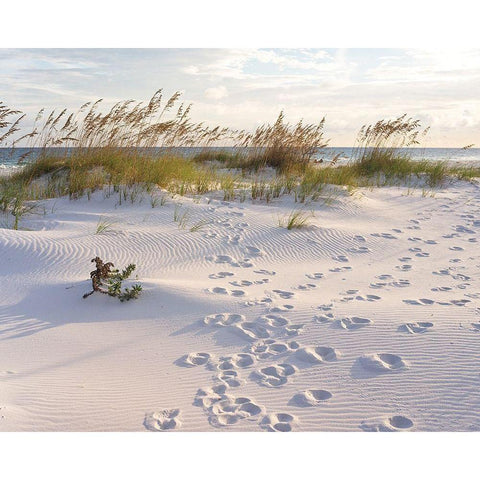 Plage 11 White Modern Wood Framed Art Print by Braun Studio