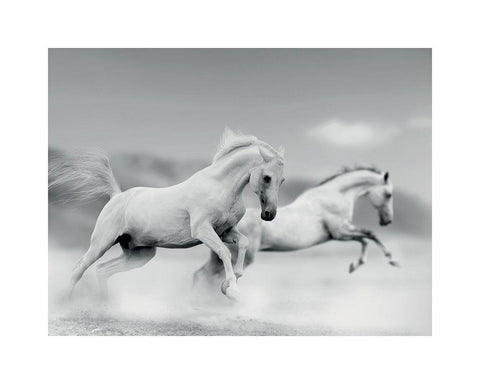 Galops blancs White Modern Wood Framed Art Print with Double Matting by Braun Studio