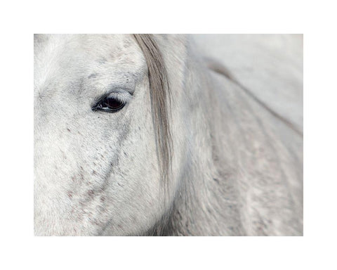 Crin Blanc 1 Black Ornate Wood Framed Art Print with Double Matting by Braun Studio