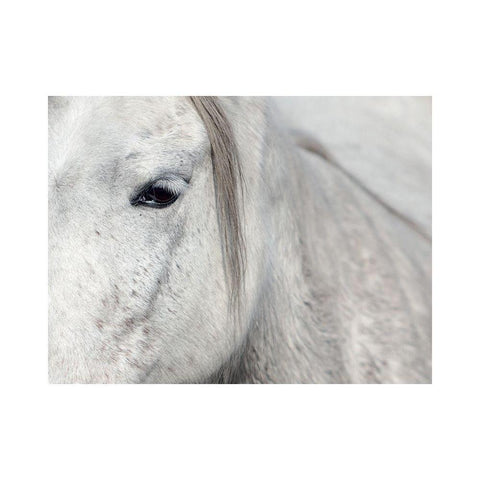 Crin Blanc 1 Black Modern Wood Framed Art Print with Double Matting by Braun Studio