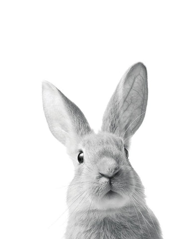 Lapin Rigolo White Modern Wood Framed Art Print with Double Matting by Braun Studio