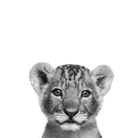 Lionceau Rigolo White Modern Wood Framed Art Print by Braun Studio