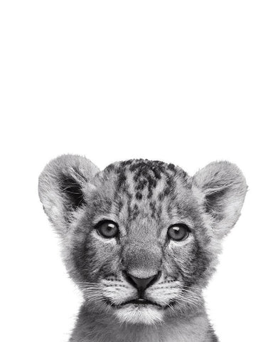 Lionceau Rigolo White Modern Wood Framed Art Print with Double Matting by Braun Studio