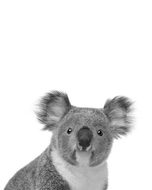 Image Only
