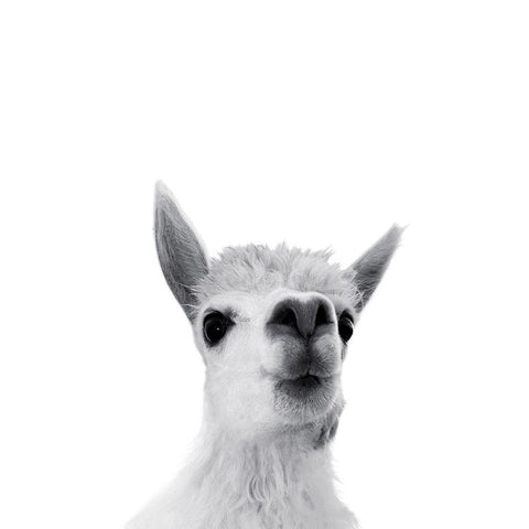 Lama Rigolo White Modern Wood Framed Art Print by Braun Studio