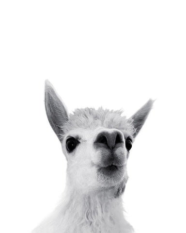 Lama Rigolo White Modern Wood Framed Art Print with Double Matting by Braun Studio