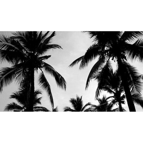 Ciel de Palmiers Black Modern Wood Framed Art Print with Double Matting by Braun Studio