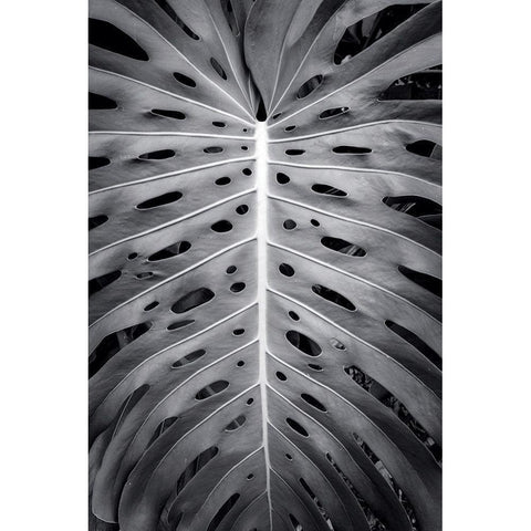 Feuillage Monstera Black Modern Wood Framed Art Print with Double Matting by Braun Studio