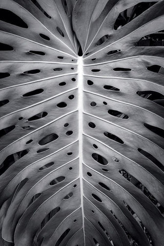 Feuillage Monstera White Modern Wood Framed Art Print with Double Matting by Braun Studio