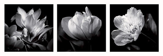 Image Only
