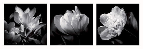 Illusions printanieres 1 Black Ornate Wood Framed Art Print with Double Matting by Mercier, Bruno