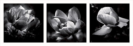 Image Only
