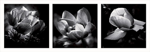 Illusions printanieres 2 White Modern Wood Framed Art Print with Double Matting by Mercier, Bruno