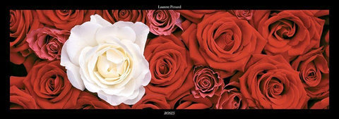 Roses I White Modern Wood Framed Art Print with Double Matting by Pinsard, Laurent