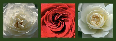 Roses II Black Ornate Wood Framed Art Print with Double Matting by Pinsard, Laurent