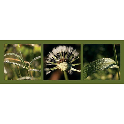 Rosee Black Modern Wood Framed Art Print by Pinsard, Laurent