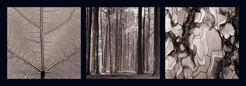 Arbres Black Ornate Wood Framed Art Print with Double Matting by Pinsard, Laurent