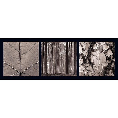 Arbres Black Modern Wood Framed Art Print by Pinsard, Laurent