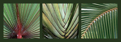 Palmiers White Modern Wood Framed Art Print with Double Matting by Pinsard, Laurent