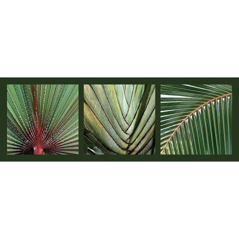 Palmiers Black Modern Wood Framed Art Print with Double Matting by Pinsard, Laurent