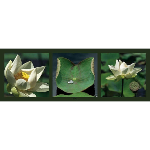 Lotus blancs Black Modern Wood Framed Art Print by Pinsard, Laurent