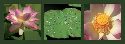 Lotus Black Ornate Wood Framed Art Print with Double Matting by Pinsard, Laurent