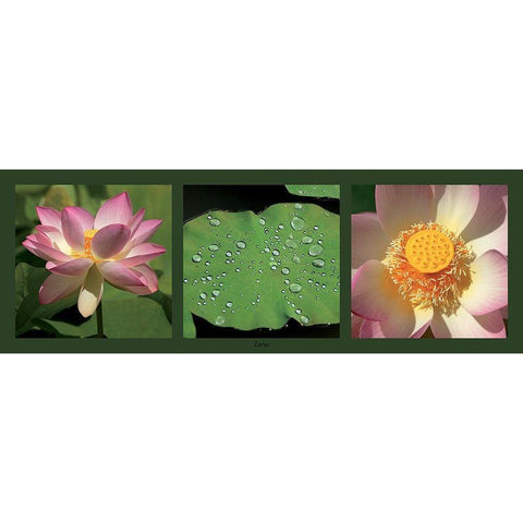Lotus Black Modern Wood Framed Art Print by Pinsard, Laurent