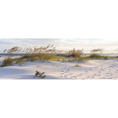 Plage 11 Gold Ornate Wood Framed Art Print with Double Matting by Braun Studio