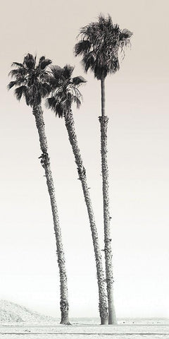 Californian Palm Trees White Modern Wood Framed Art Print with Double Matting by Braun Studio