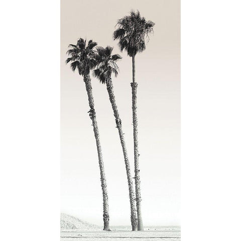 Californian Palm Trees Black Modern Wood Framed Art Print with Double Matting by Braun Studio