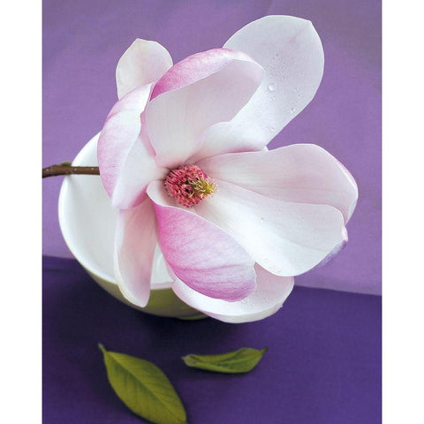 Composition Zen - Fleur de Magnolia sur coupe verte White Modern Wood Framed Art Print by Beyler, Catherine