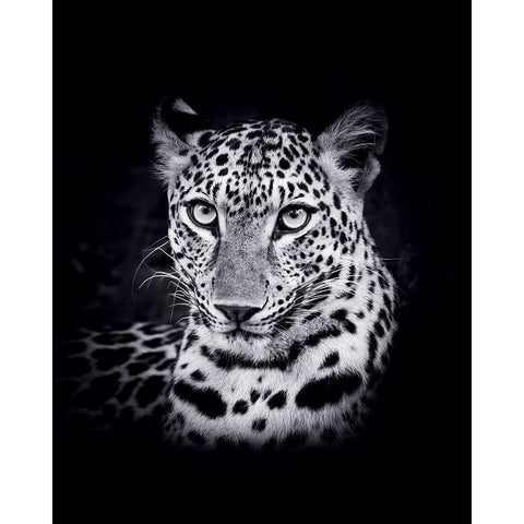 Leopard Black Modern Wood Framed Art Print by Braun Studio