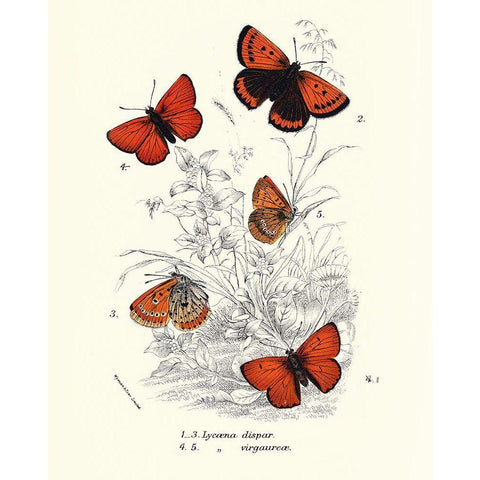 Planche Papillons 2 Black Modern Wood Framed Art Print with Double Matting by BRAUN Studio