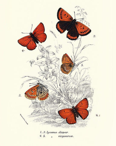 Planche Papillons 2 Black Ornate Wood Framed Art Print with Double Matting by BRAUN Studio